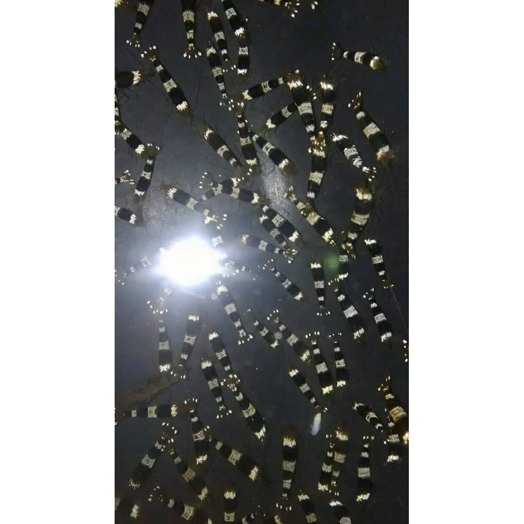 Hiasan Aquarium Udang Hias Black Bee Aquascape