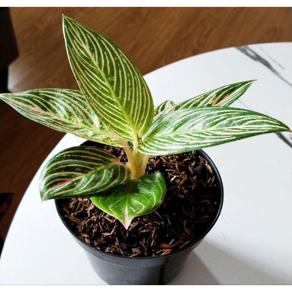 Aglaonema Golden Hope