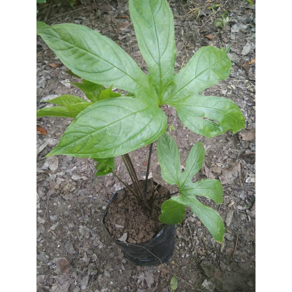 bibit tanaman herbal gadung tikus