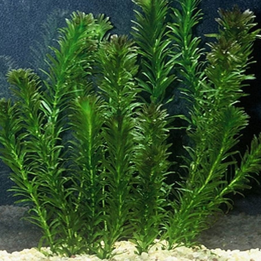 Tanaman Air Aquascape Ganggang Air Hydrilla