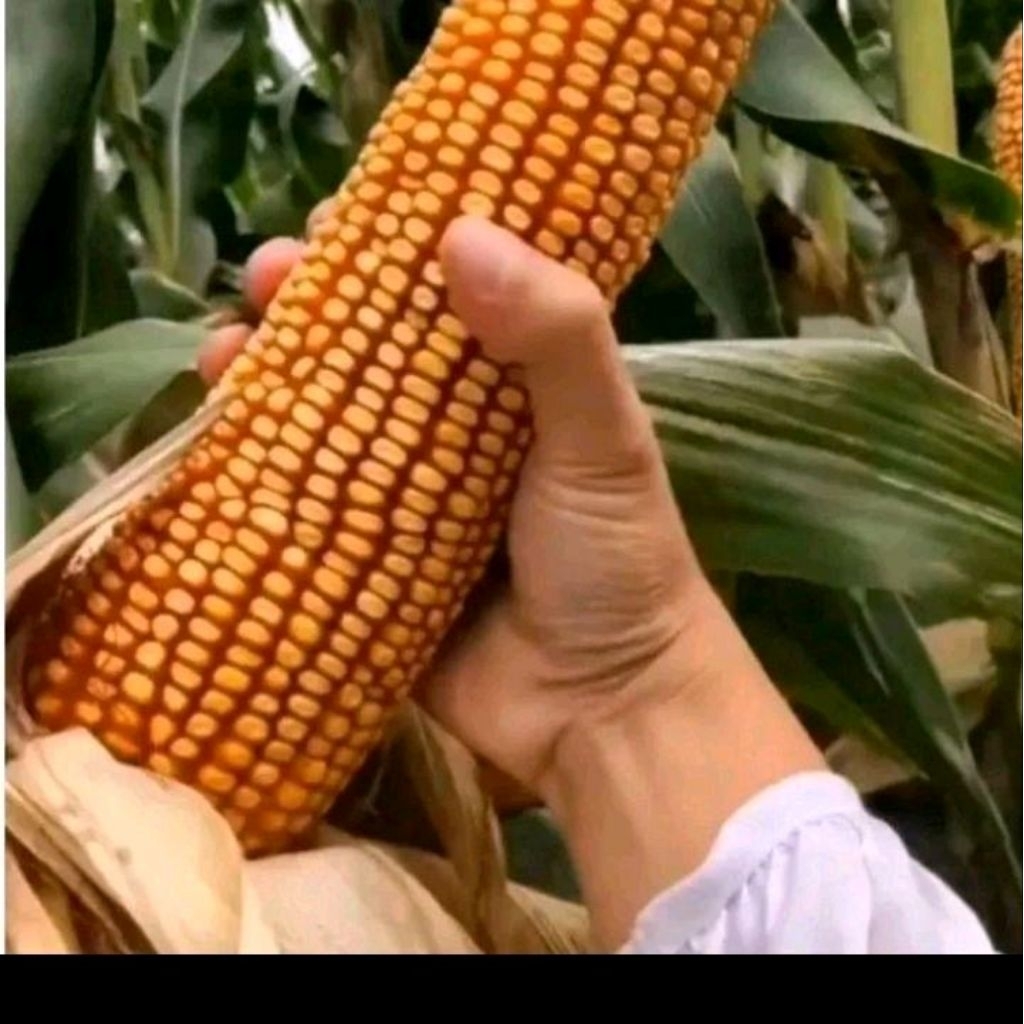 Biji benih jagung raksasa