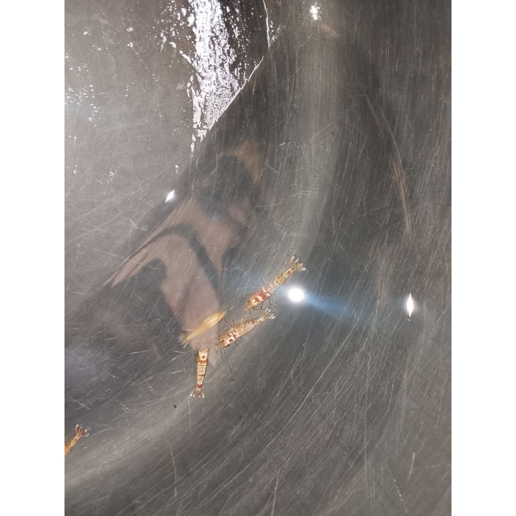 udang hiyas red musura hiyasan akuwariyum