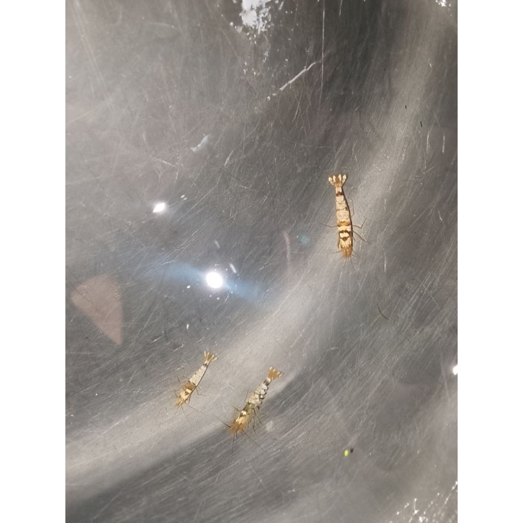 udang hiyas black tiger hiyasan akuwariyum