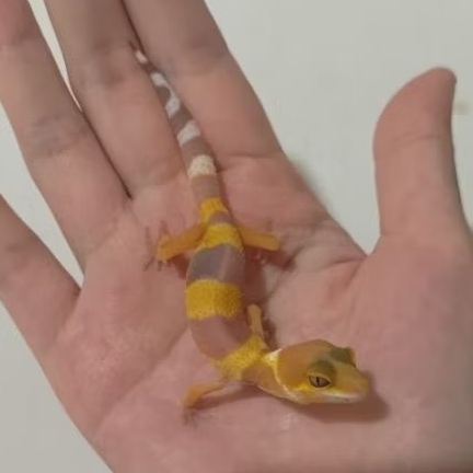 Custom Order Gecko Sunglow ( SUN 25-11 )