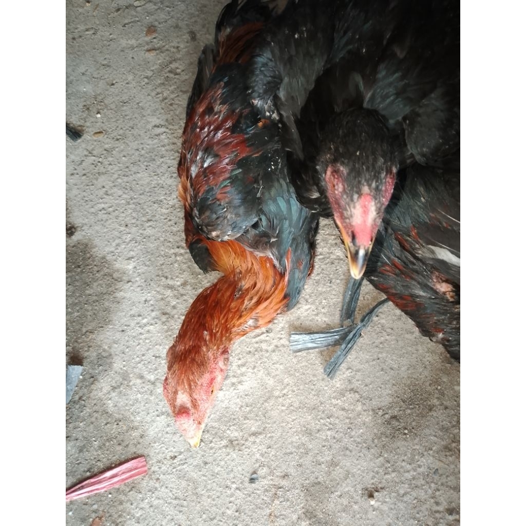 Ayam Bangkok Jantan Hidup (Khusus Sumatera)