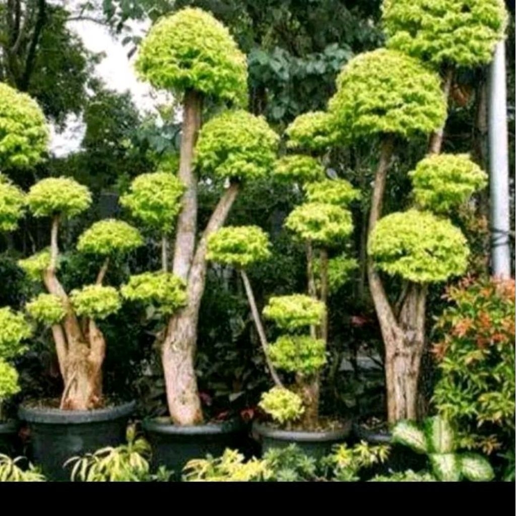 Biji benih anting putri/bahan bonsai