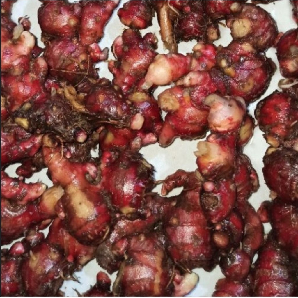 jahe merah kecil patahan rempang