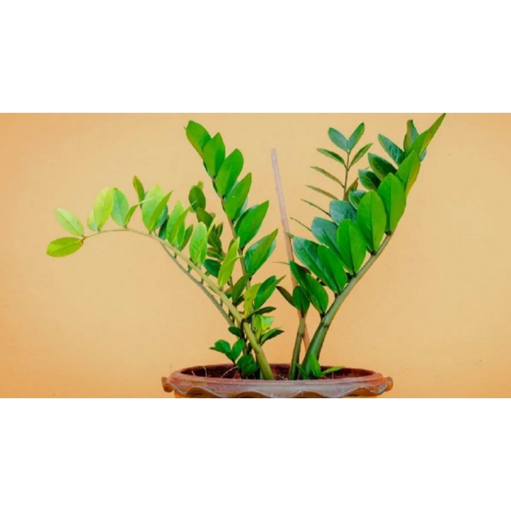 Bibit Tanaman Dolar Zamia Plant - Tanaman Hias Dolar Zamia Plant.