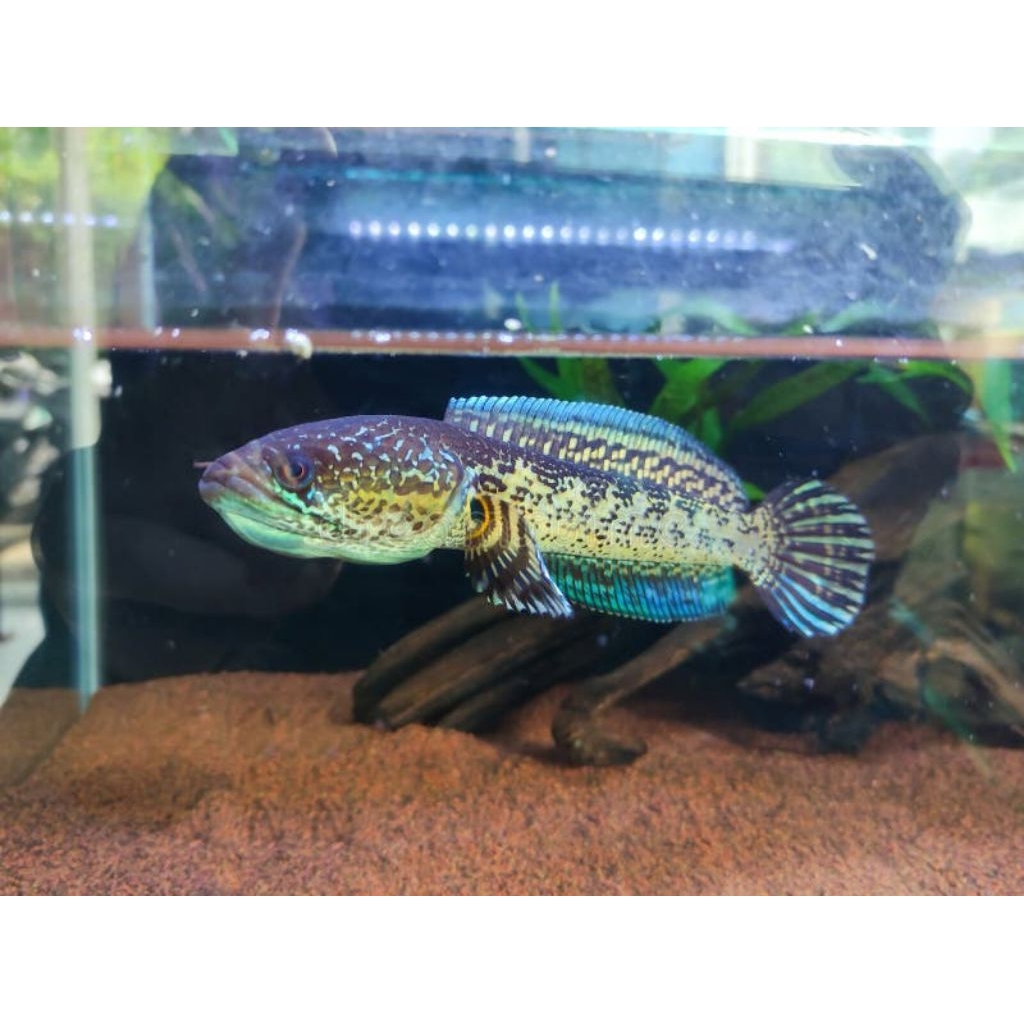 Bahanan Auranti Cb Berkualitas size 4/6cm