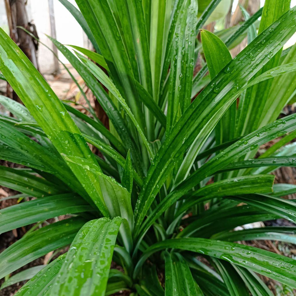 Daun pandan segar wangi - daun pandan lembar - daun pandan fresh - daun pandan 10 lembar - daun pand