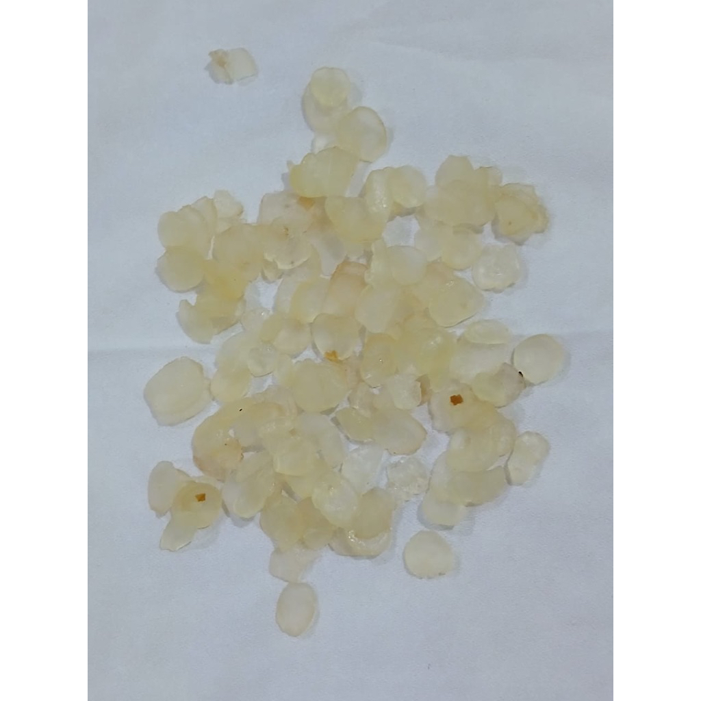 snow lotus/ biji teratai salju