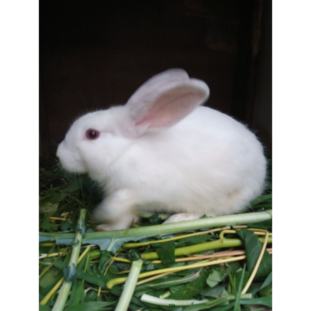 kelinci lokal dewasa umur 6bln-+