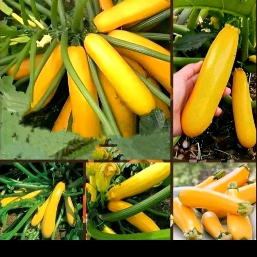 biji benih zucchini kuning