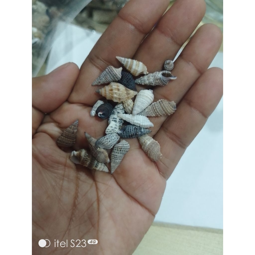 10gr kerang kecil kelomang