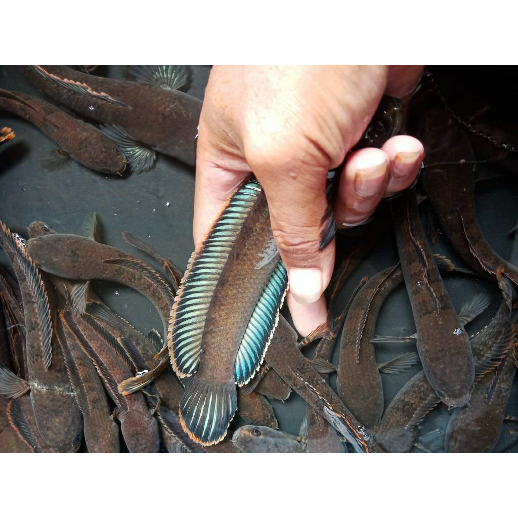 Limbata rim super tebal size 8cm /12cm sortiran terbaik untuk perlengkapan aquarium