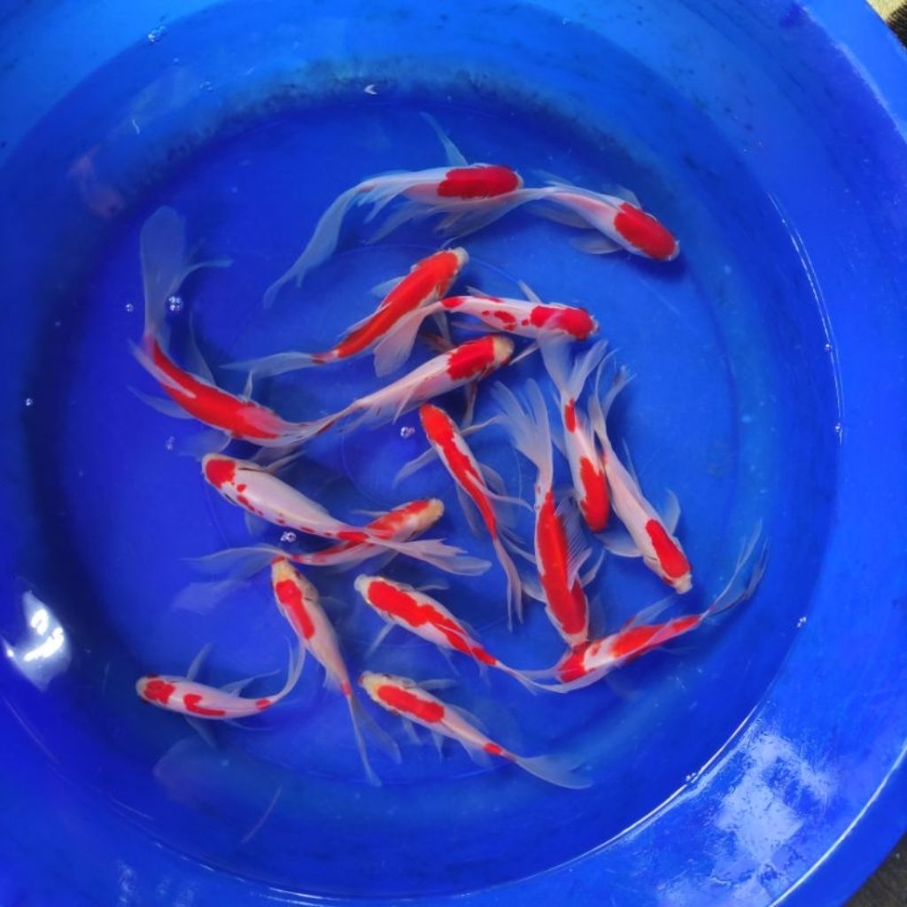 ikan hias komet slayer
