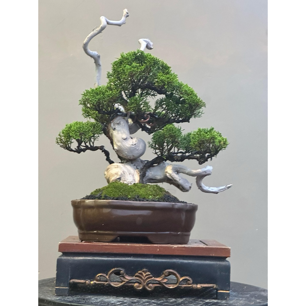 bonsai cemara sargenti tanuki sesuai foto.