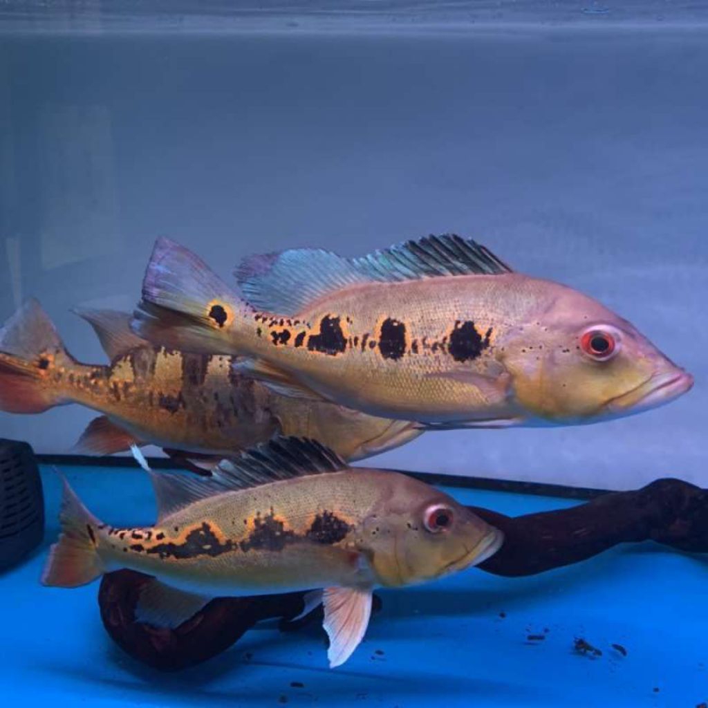 ornamen aquarium pbass orinoco