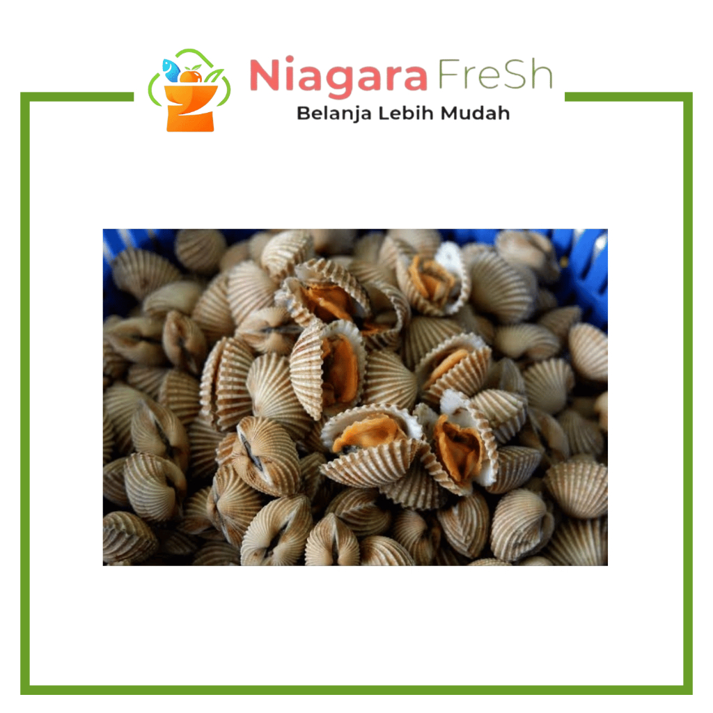 Kerang Dara Kulit Segar - Seafood Kerang Dara Berkualitas
