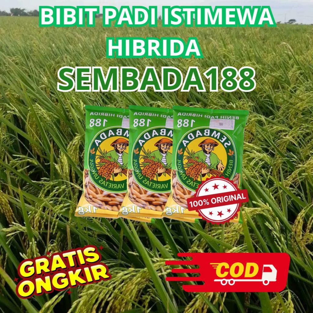 BIBIT PADI HIBRIDA F1 SEMBADA 188 ORIGINAL 100% KEMASAN 10 KILO