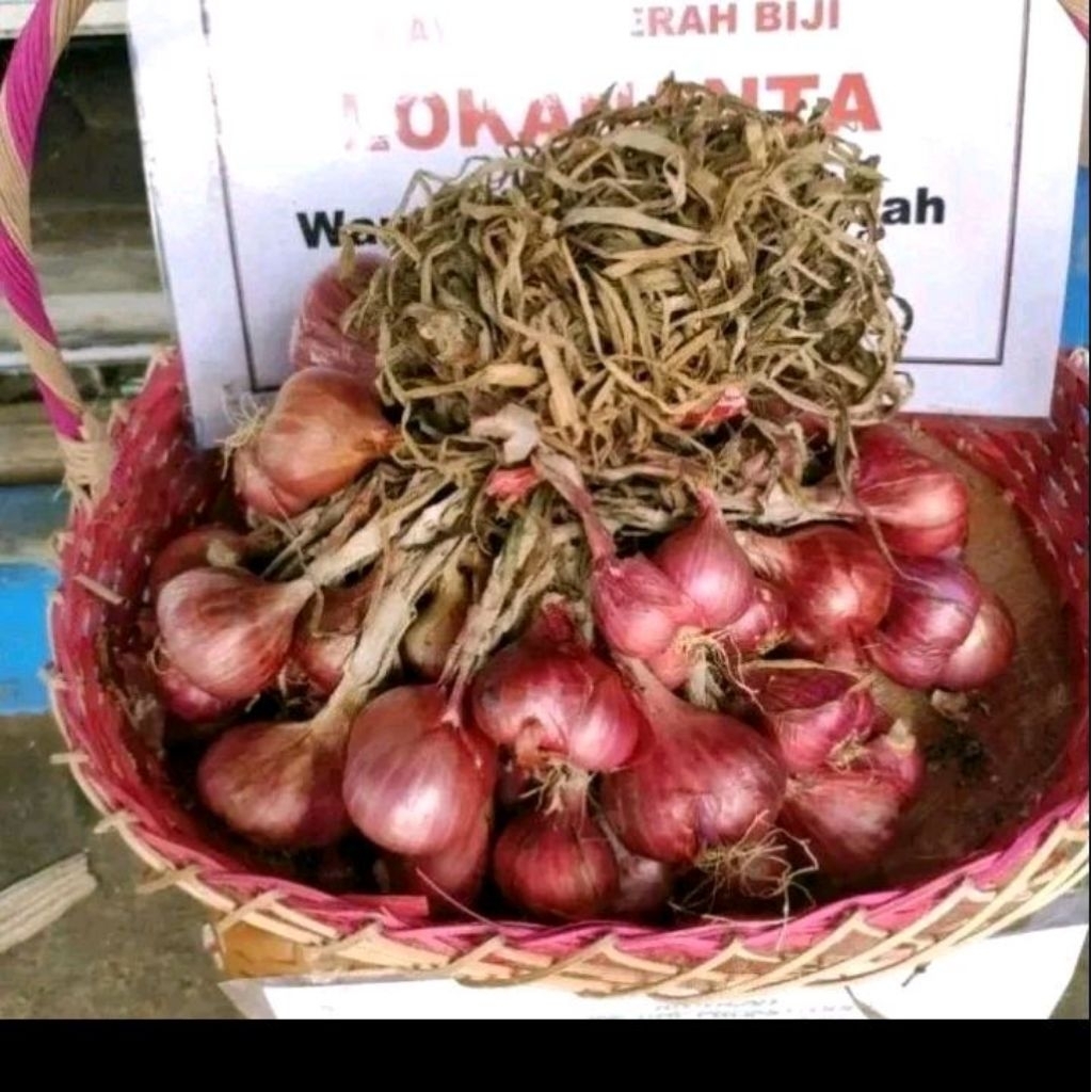 Benih bawang merah lokananta