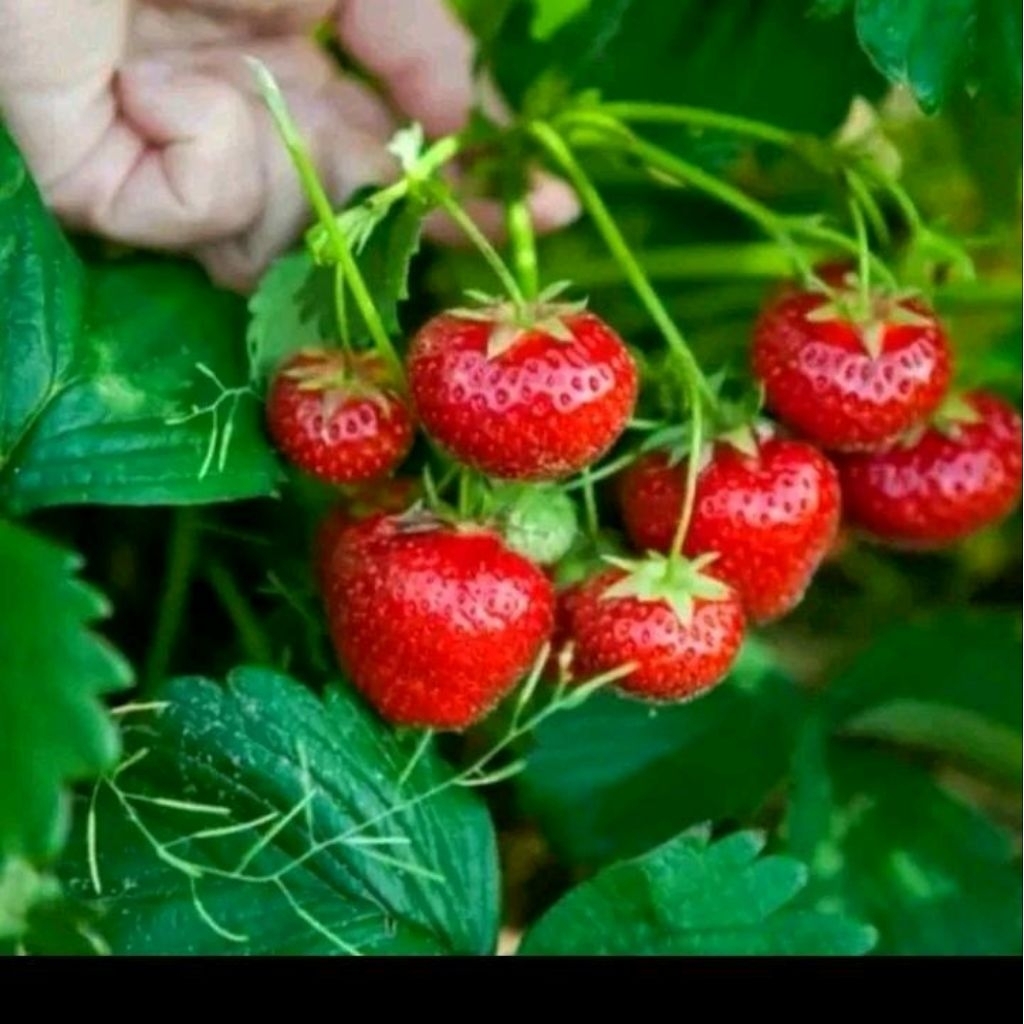 Biji benih strawberry merah