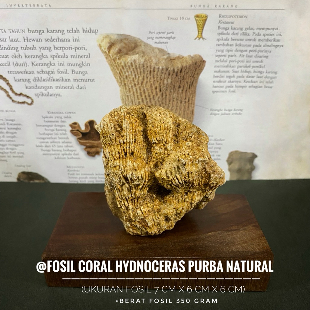 Fosil Coral Hydnoceras Purba Natural C23 atau Fosil Bunga Karang atau Fossil Corral atau Fosil Temua