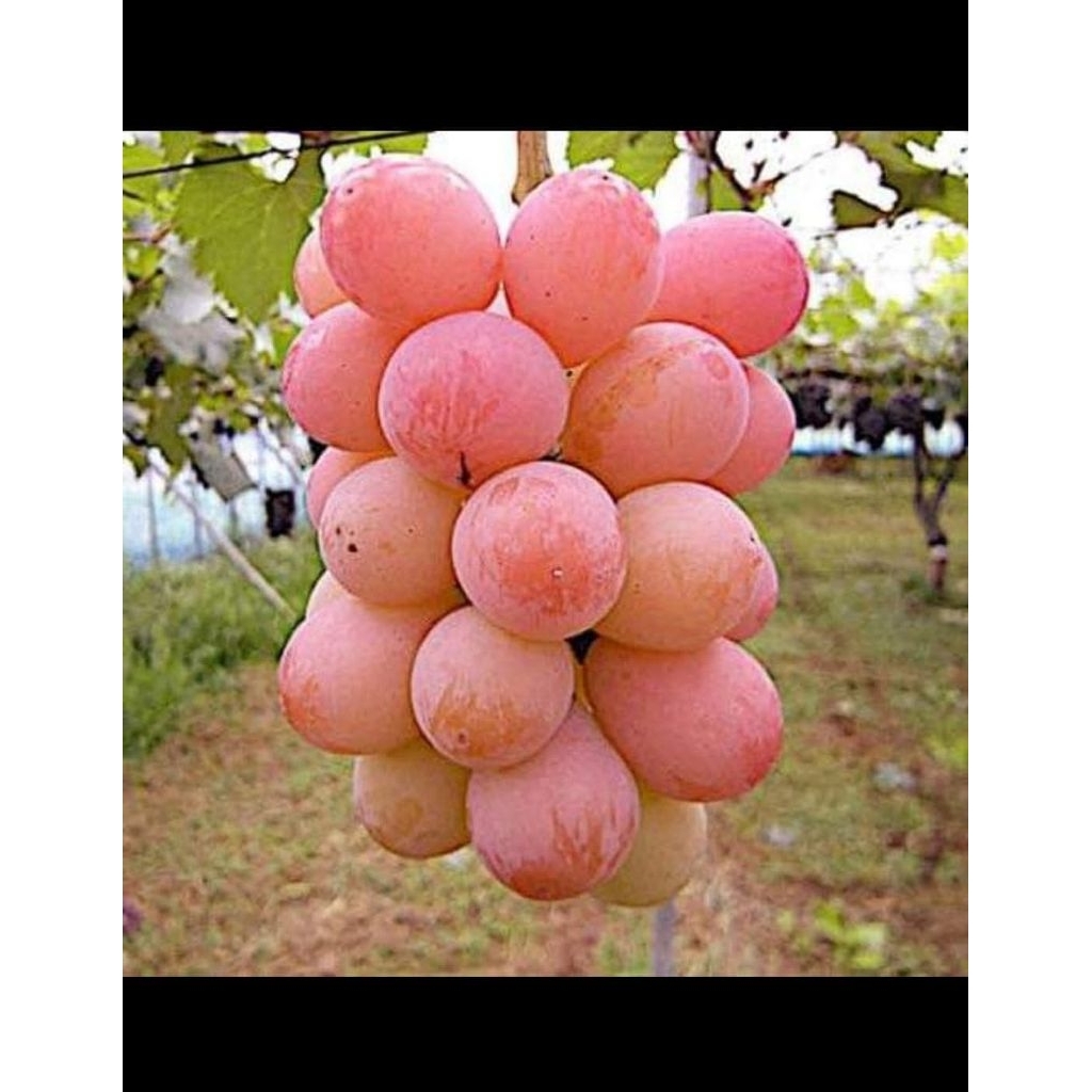 Bibit Anggur Import jenis TENZHU rs IAC