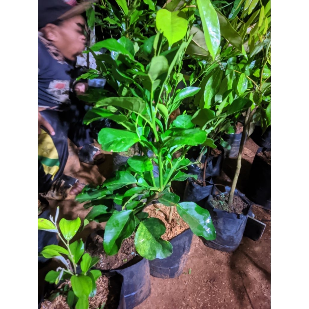 Bibit Jeruk Red Pamelo Merah Unggul – Pohon Jeruk Bali Merah Okulasi Cepat Berbuah – Bibit Eksotis K