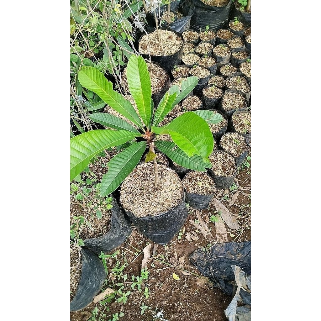 bibit pohon buah mamey sapote lorito cangkokan