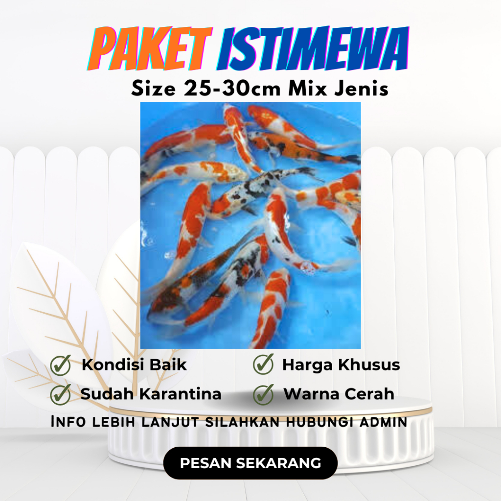 Ikan Koi Paket Istimewa size 25-30cm Khusus Grab/Gojek | Sangat cocok di kolam