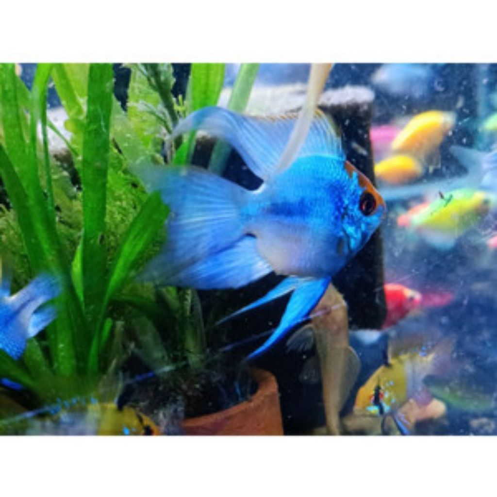 BLUE ELEKTRIK BALON SLAYER SIZE INDUK