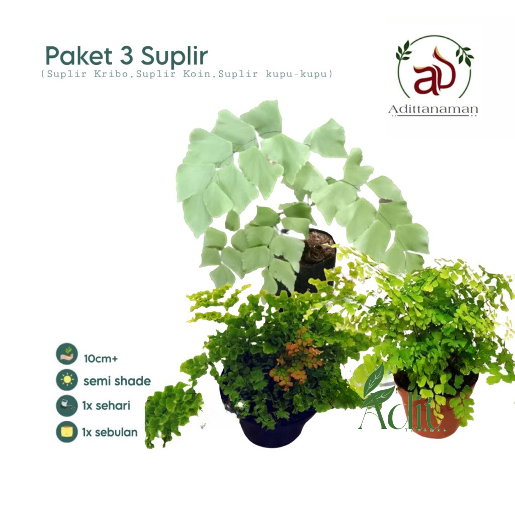 ( RIMBUN ) Paket 3 Tanaman Hias suplir - tanaman hias suplir keribo - suplir - suplir kupu kupu - pa