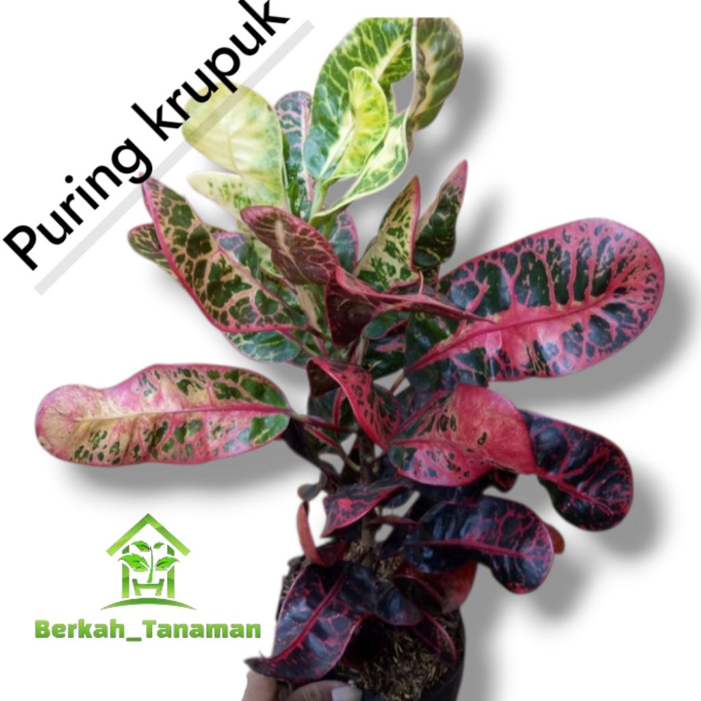 tanaman hias puring kerupuk - tanaman hias puring - puring