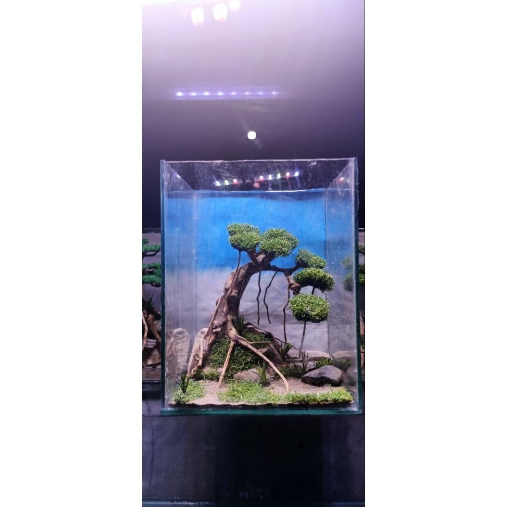 aquarium ikan cupang fullset (aquarium ukuran 15x15x20 + bonsai daun sintetis) TIDAK TERMASUK IKAN D