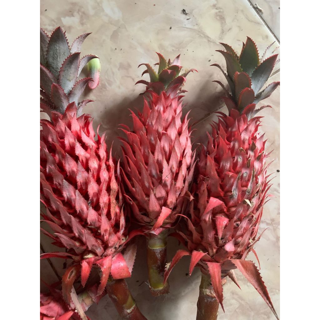 Nanas merah muda obat herbal