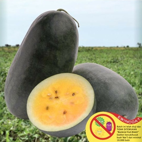 2 Benih Biji Semangka DEWANGGA F1