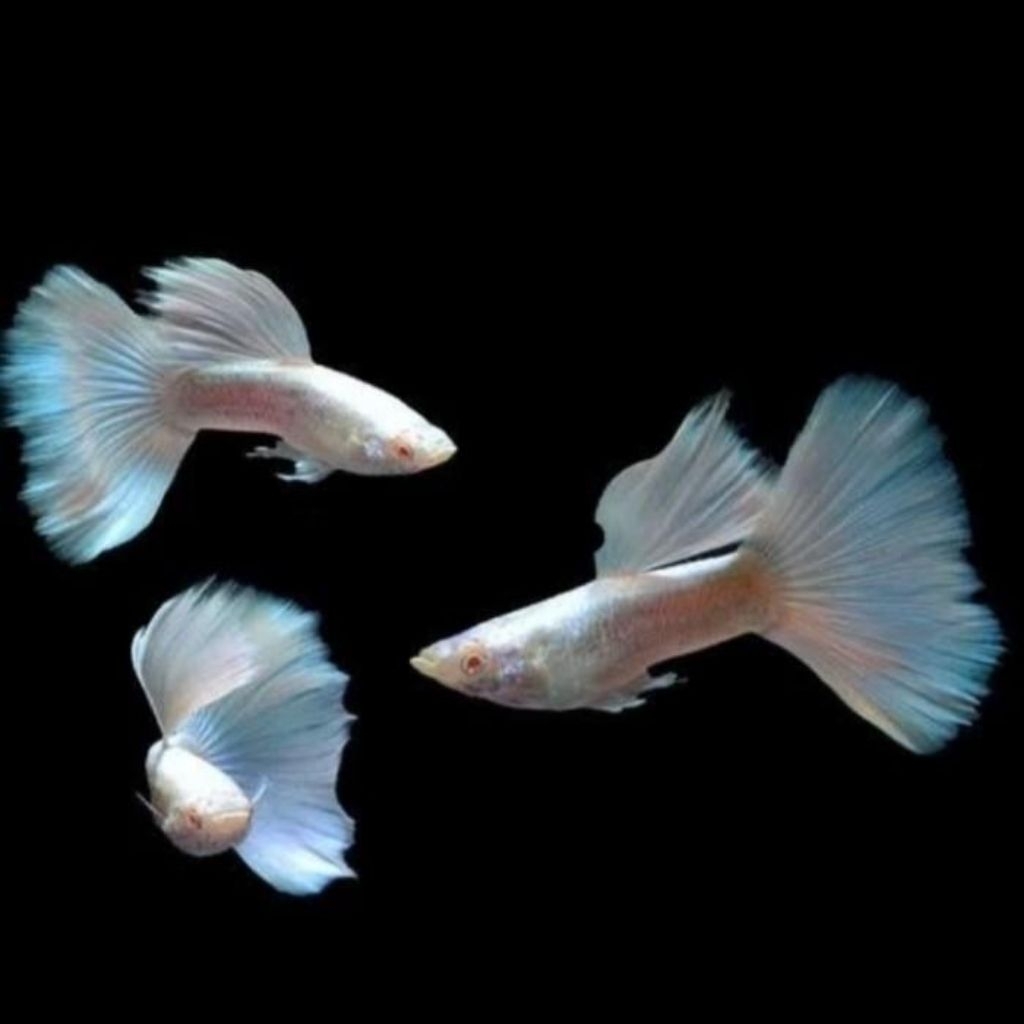 guppy afp albino full platinum