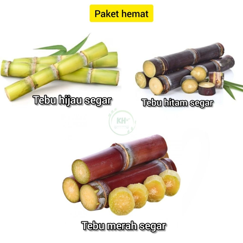 [PAKET HEMAT] - Tebu hijau 3 batang / Tebu hitam 3 batang / Tebu merah 3 batang ukuran 25cm