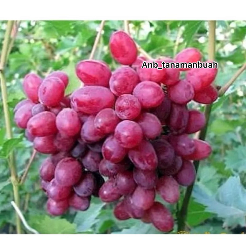bibit anggur import merah manis