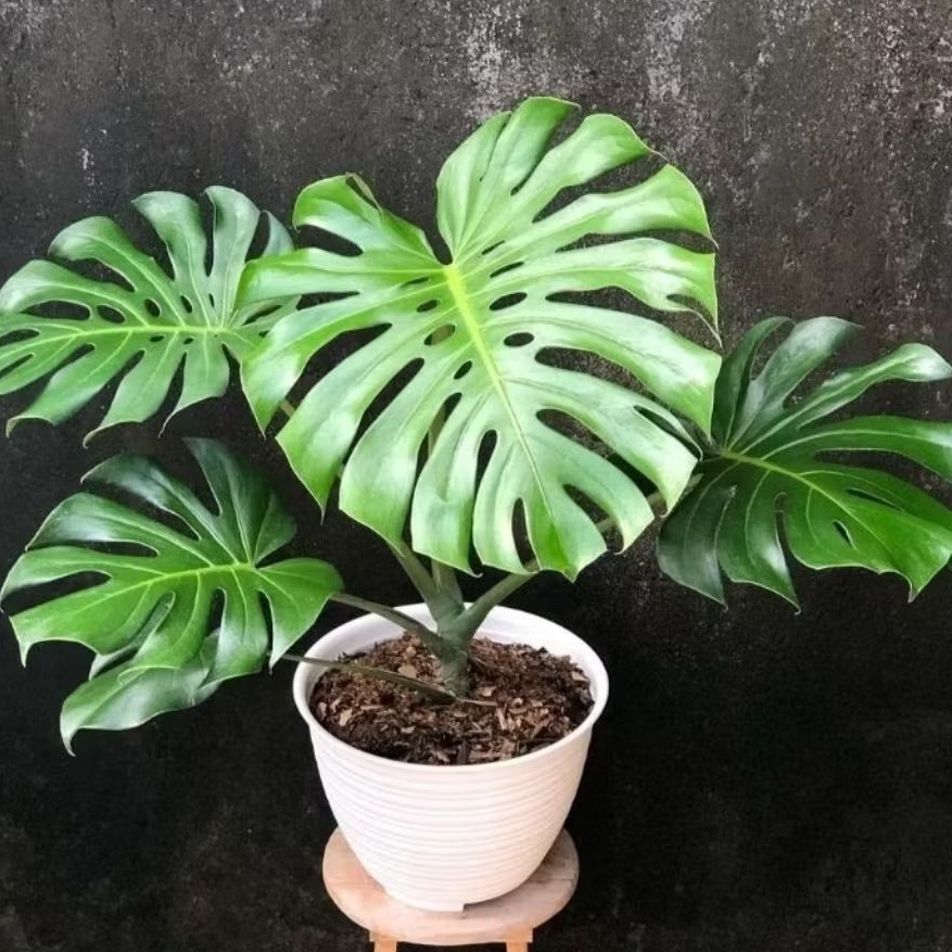 Tanaman monstera king//ukuran Remaja//pohon indoor&autdoor