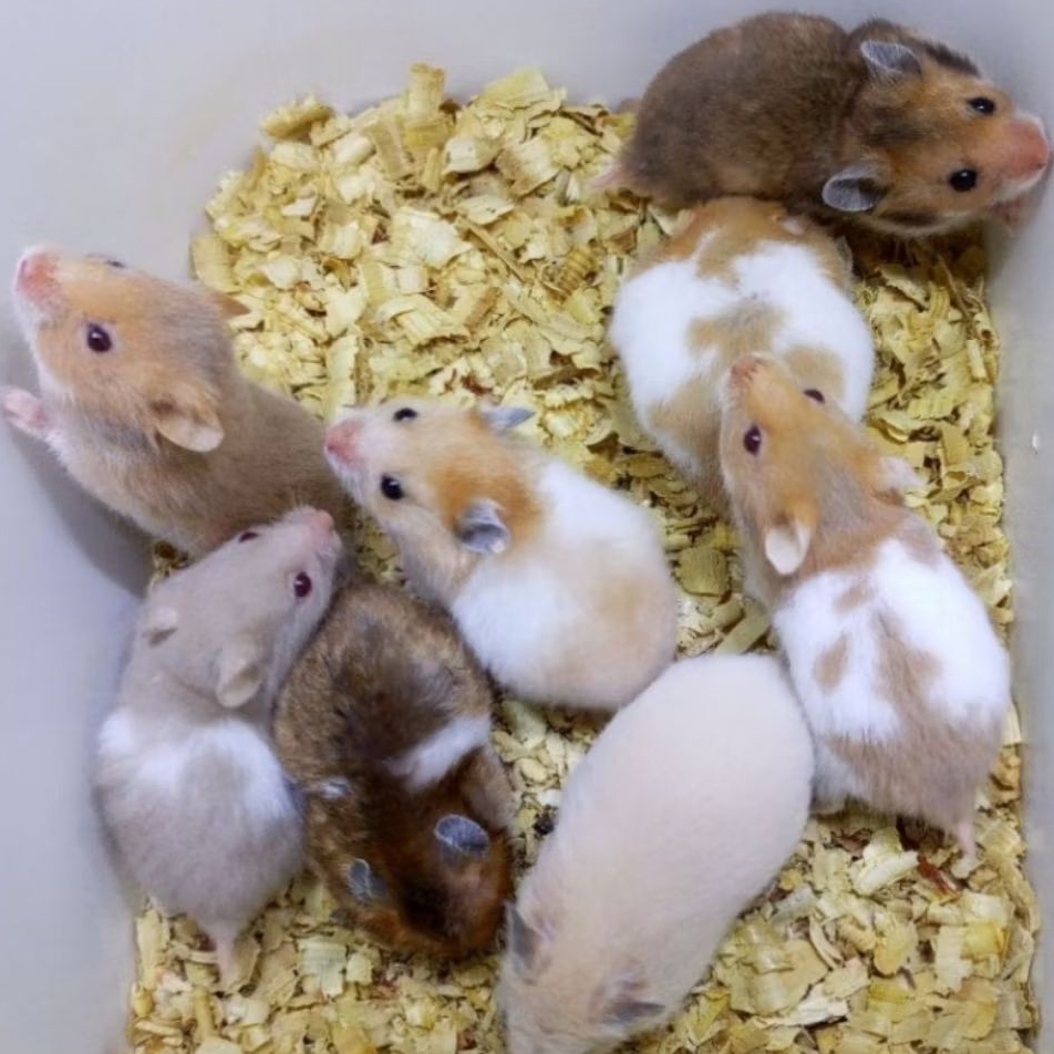 Hamster Syrian Lucu Jinak Cantik Sehat Gembul Termurah / Hewan Peliharaan BestSeller
