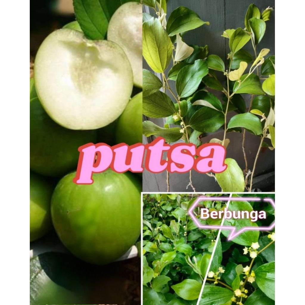 bibit tanaman buah apel futsa Bidara india