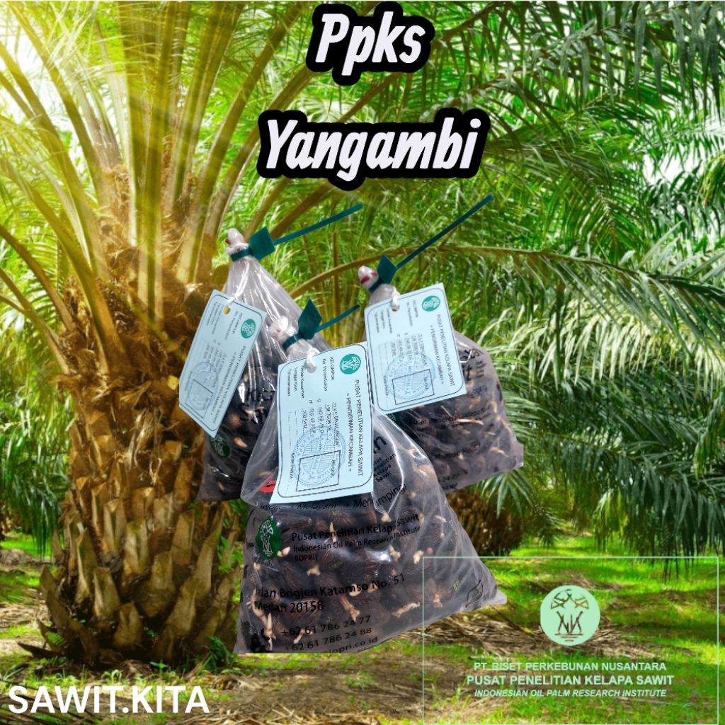 benih kecambah sawit dxp ppks yangambi