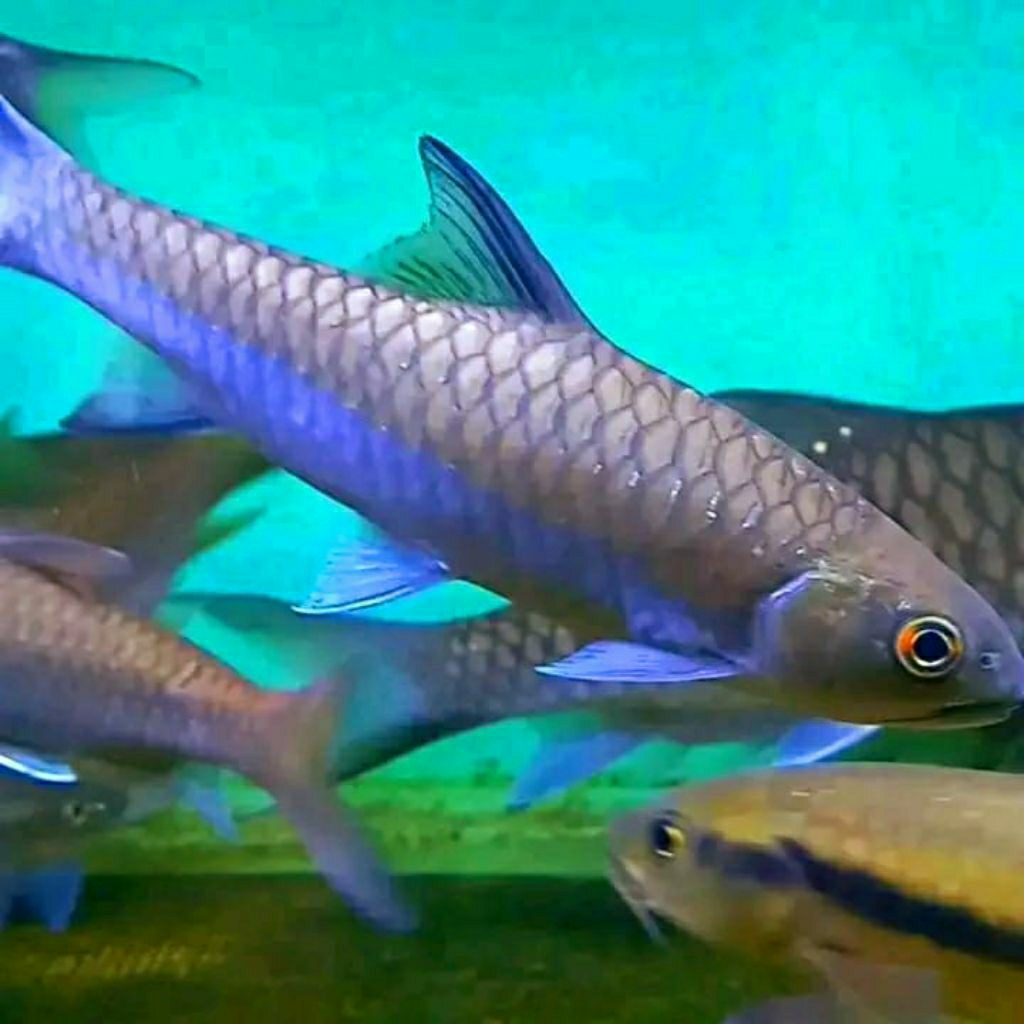 Hb Hetter uk 8_12 Cm blue mahseer