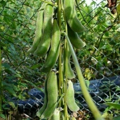 5 Benih Biji KACANG KORO Hitam