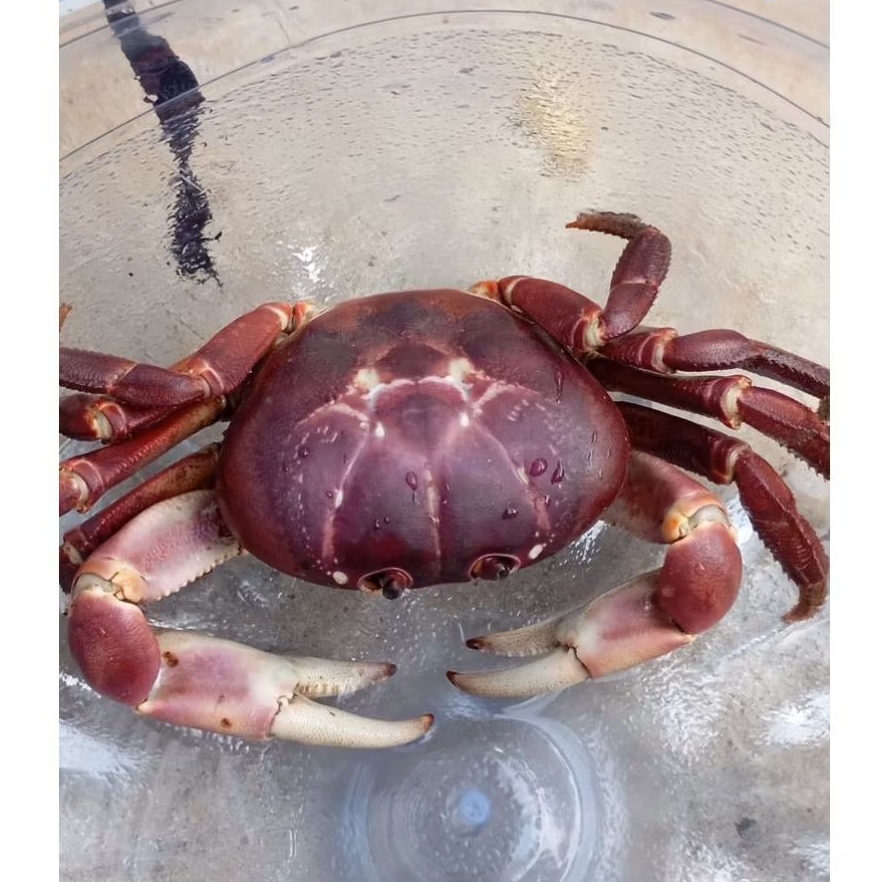 Terlaris Gecarcoidea-Lalandi crab kepiting hias aquatik aquascape / jumbo air tawar