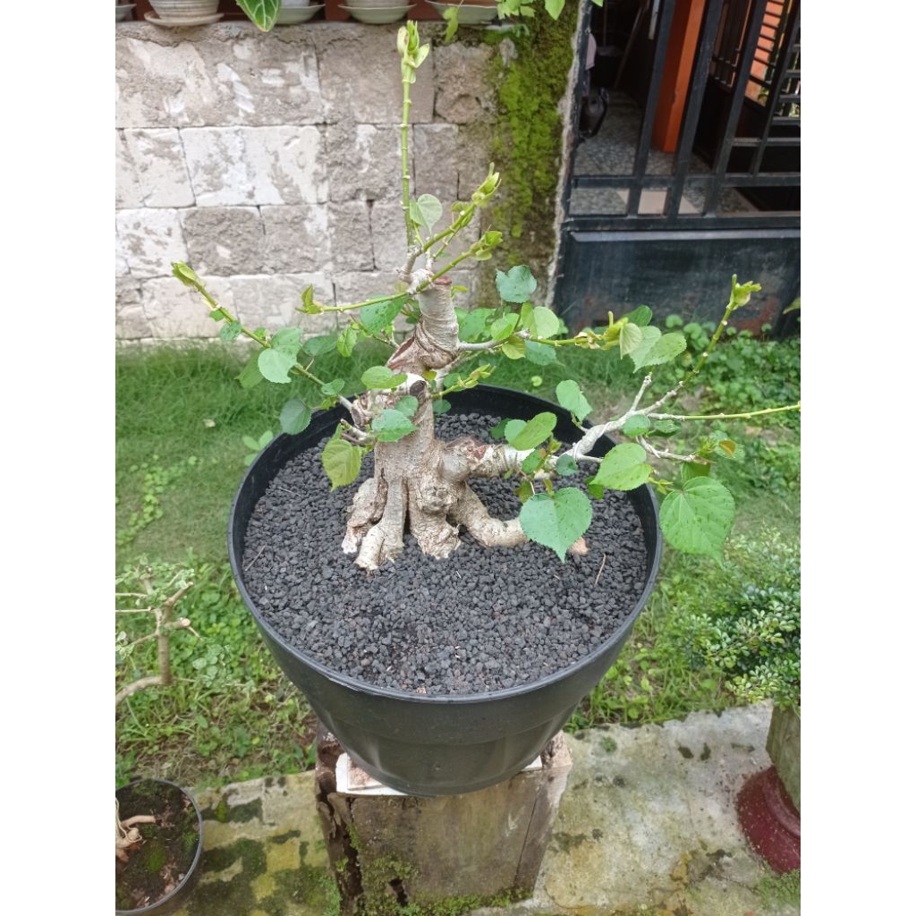 Bonsai waru Taiwan
