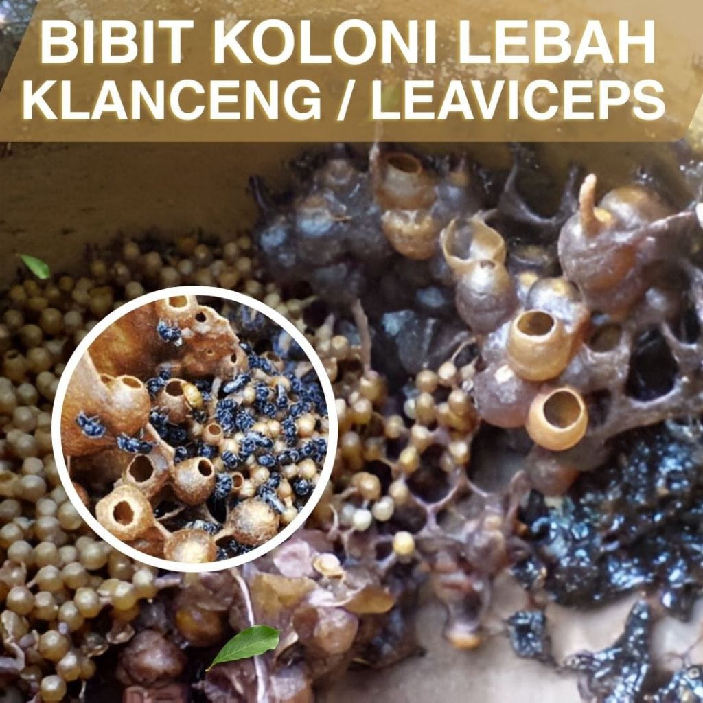 Lebah klanceng/bibit klanceng/Leavicep/kelulut/teuweul