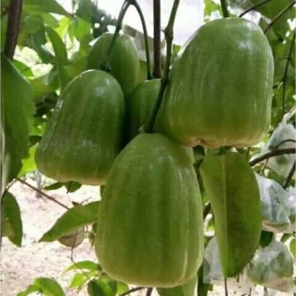 JAMBU AIR KIOJOK, CANGKOK